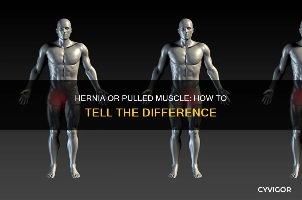 is it a hernia or a pulled muscle