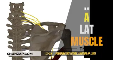 What Muscles Make Up Your Latissimus Dorsi?