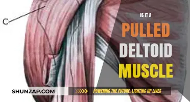 Pulled Deltoid Muscle: Symptoms, Causes, and Recovery Tips Explained