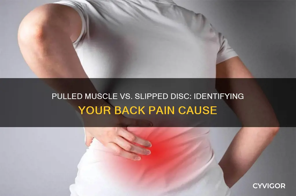 is it a pulled muscle or slipped disc