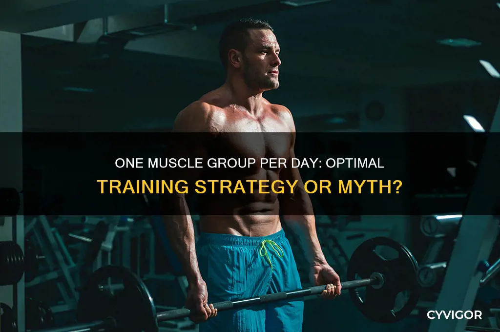 is it best to train one muscle group per day