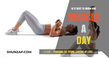 One Muscle Per Day: Optimal Workout Strategy or Myth?