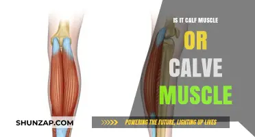 Calf Muscle or Calve Muscle: Understanding the Difference