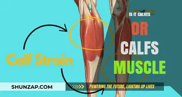 Unraveling the Mystery: Calves vs. Calfs Muscle in Human Anatomy