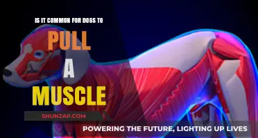Can Dogs Pull Muscles? Understanding Common Canine Injuries