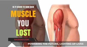 Regaining Lost Muscle: Is It Easier Than Building It the First Time?