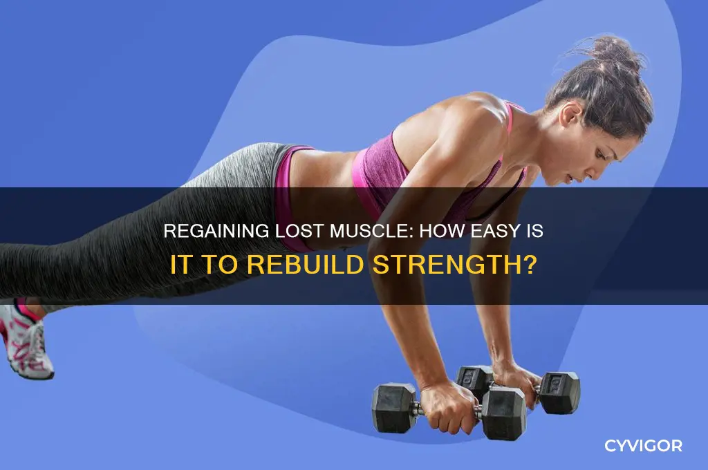 is it easy to gain back muscle