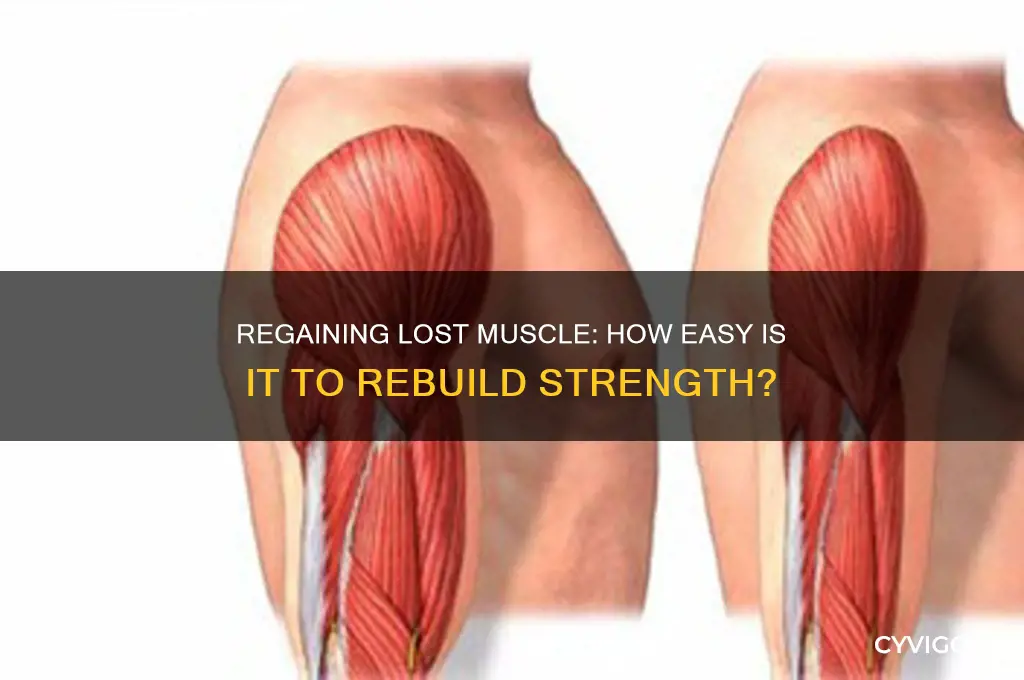 is it easy to gain muscle back after losing it