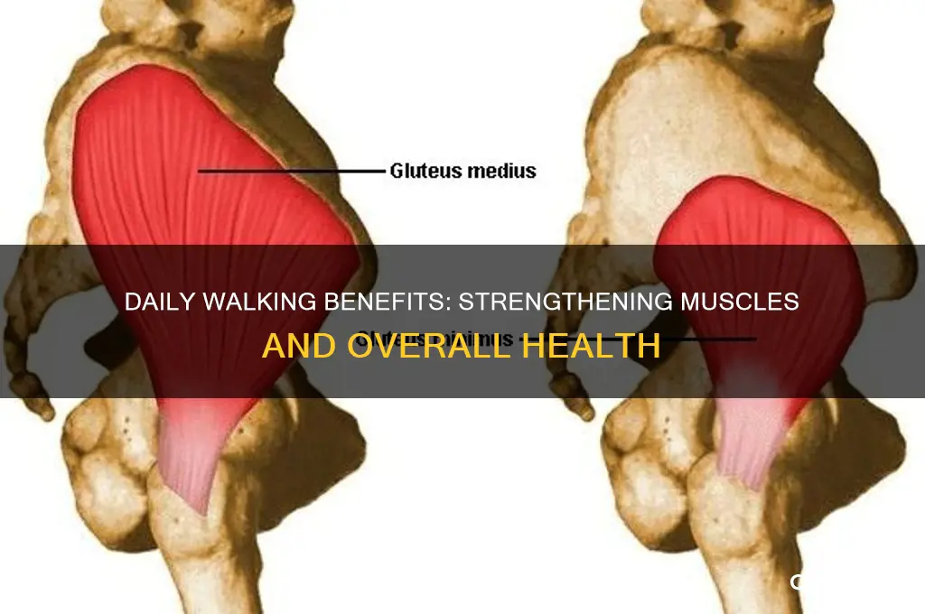 is it good for your muscles to walk everyday