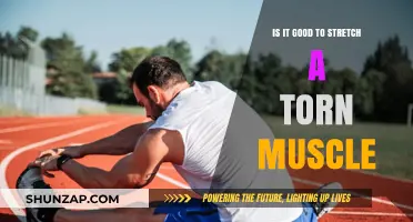 Should You Stretch a Torn Muscle? Risks, Recovery, and Best Practices