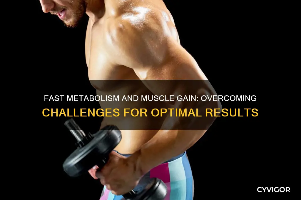 is it hard to gain muscle with a fast metabolism