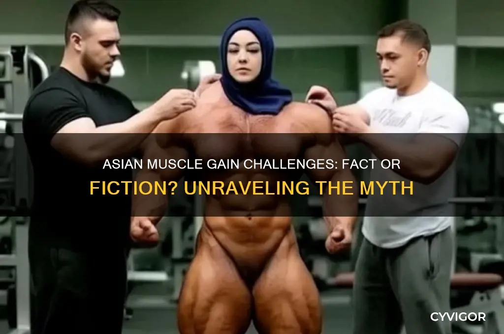 is it harder for asian to gain muscle