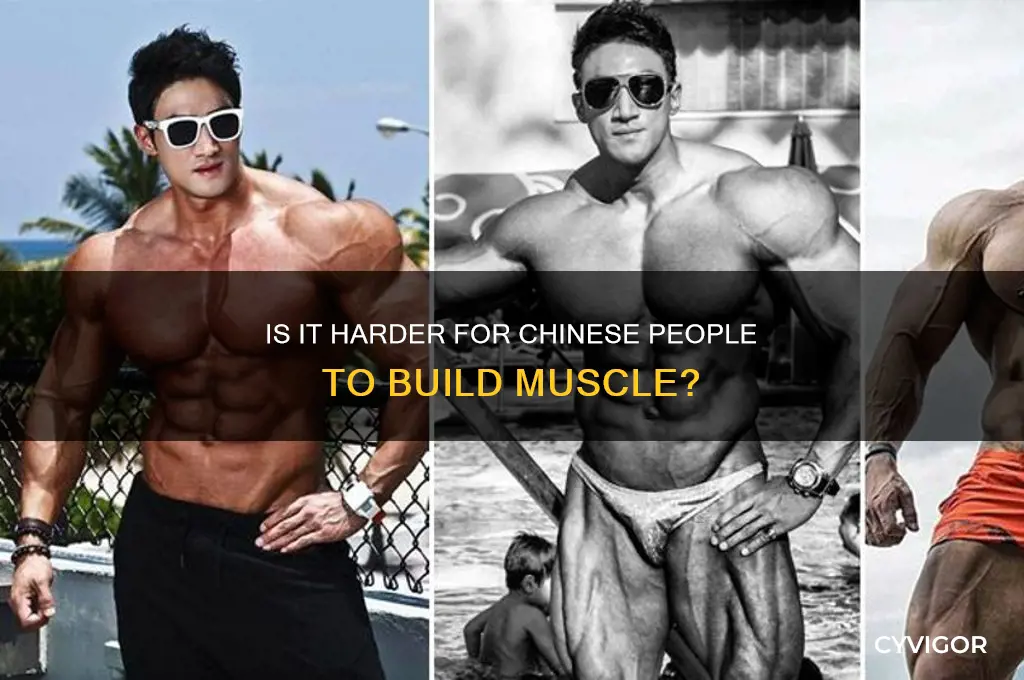 is it harder for chinese people to gain muscle