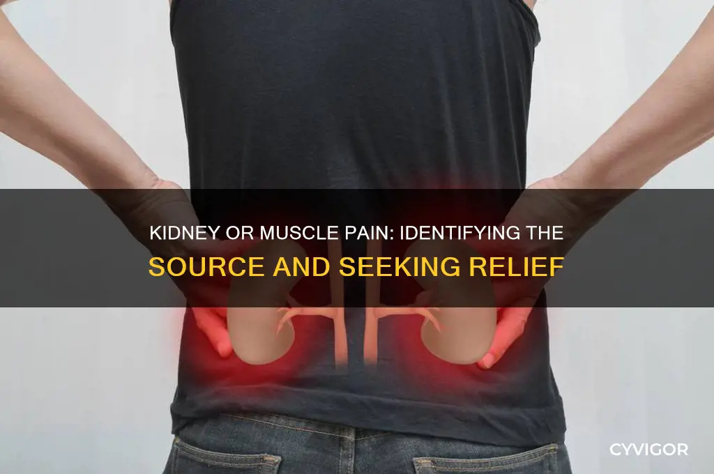 is it kidney or muscle pain