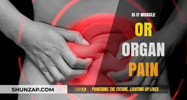 Muscle or Organ Pain: Understanding the Difference and When to Worry