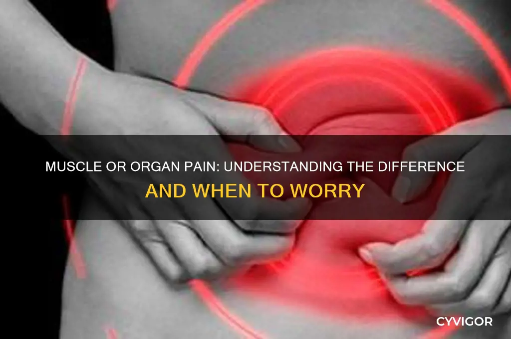 is it muscle or organ pain