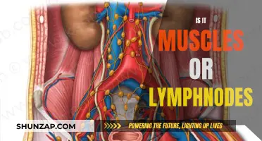 What Are These Lumps: Muscles or Lymph Nodes?