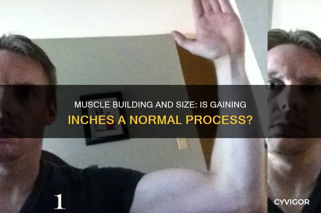is it normal to gain inches when building muscle