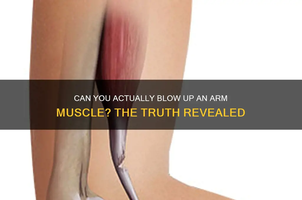 is it possible blow up a muscle in your arm