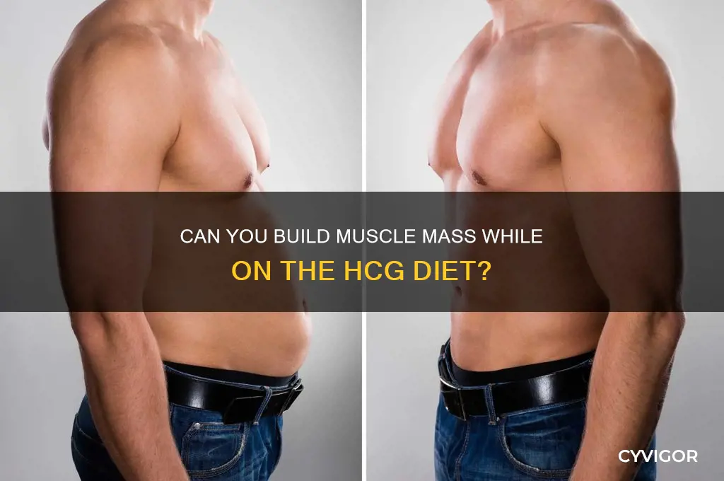 is it possible to gain muscle mass on hcg