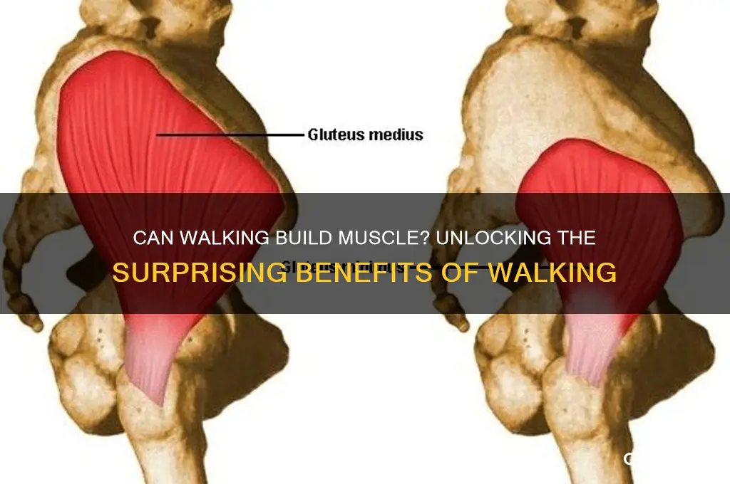 is it possible to gain muscle weight from walking