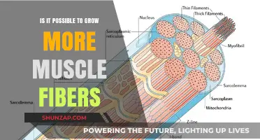 Can You Increase Muscle Fibers? Unlocking Growth Potential Explained
