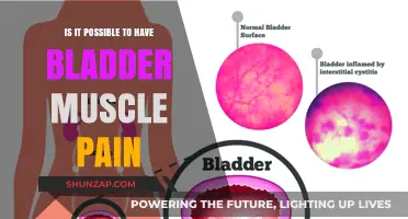 Understanding Bladder Muscle Pain: Causes, Symptoms, and Treatment Options