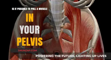 Can You Strain Pelvic Muscles? Understanding Pelvic Muscle Injuries