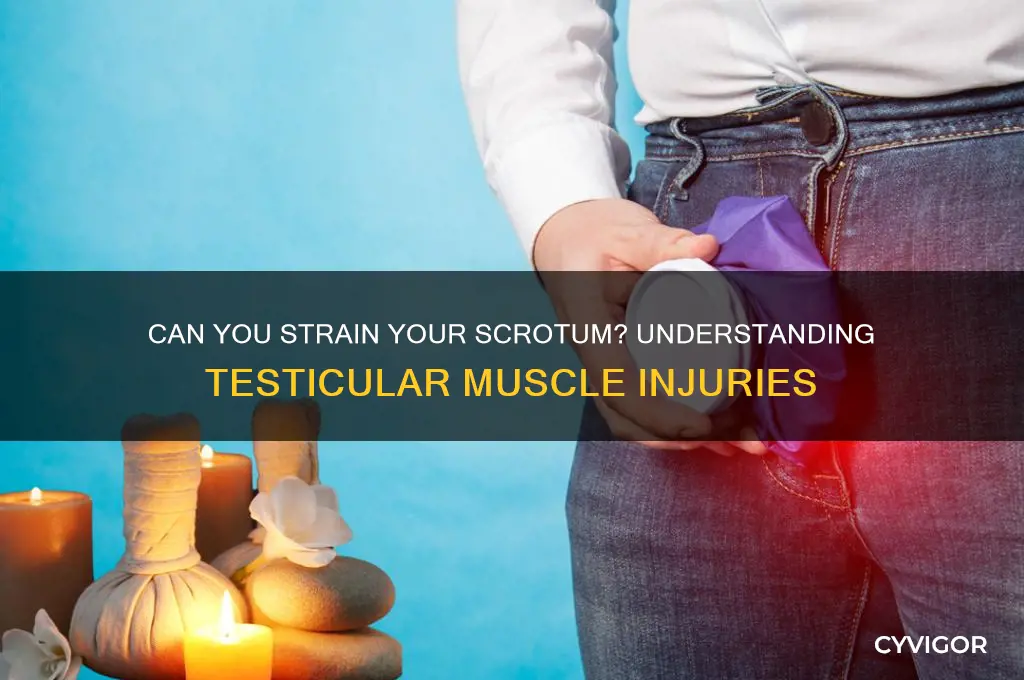is it possible to pull a muscle in your scrotum