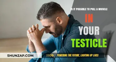 Can You Strain Your Testicle Muscles? Unraveling the Painful Truth