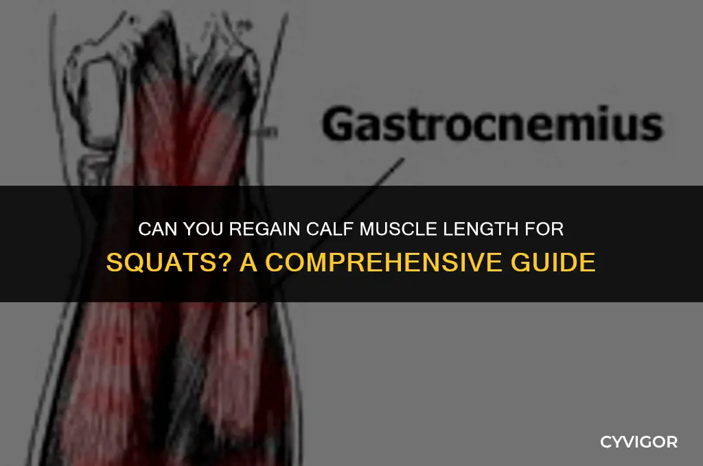 is it possible to regain calf muscle length for squat
