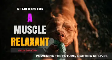 Can Dogs Take Muscle Relaxants? Safety Concerns and Vet Advice