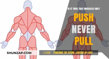 Muscles: Do They Only Push or Can They Pull Too?