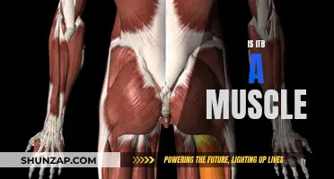 ITB: A Muscle or Not?