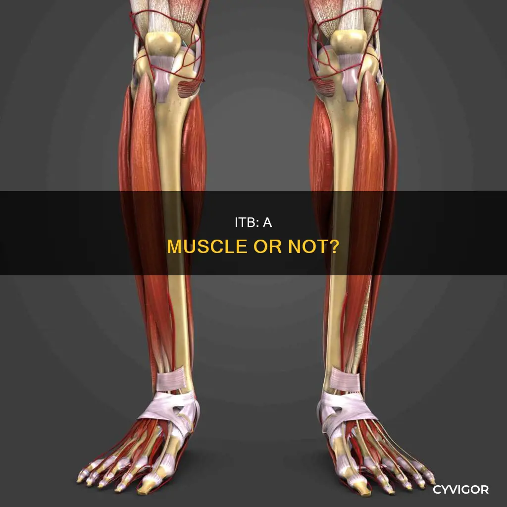 is itb a muscle