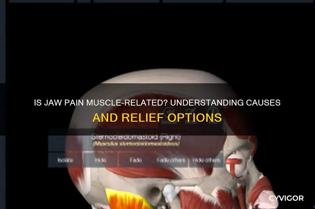 is jaw pain muscle