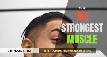 Jaw Muscle: Strongest or Not?