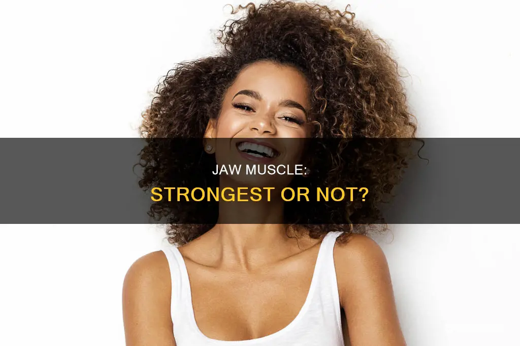is jaw the strongest muscle