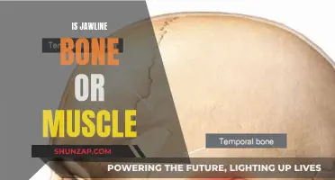 Jawline Bone vs Muscle: What's the Difference?