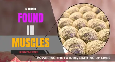 Keratin's Role in Muscles: What You Need to Know