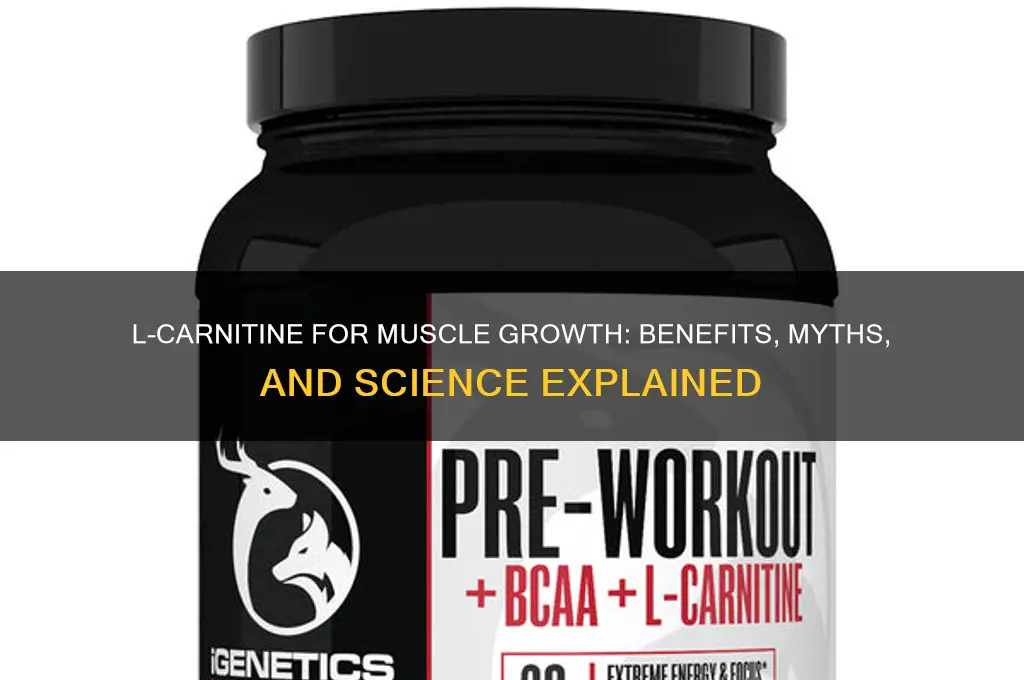 is l carnitine good for muscle growth