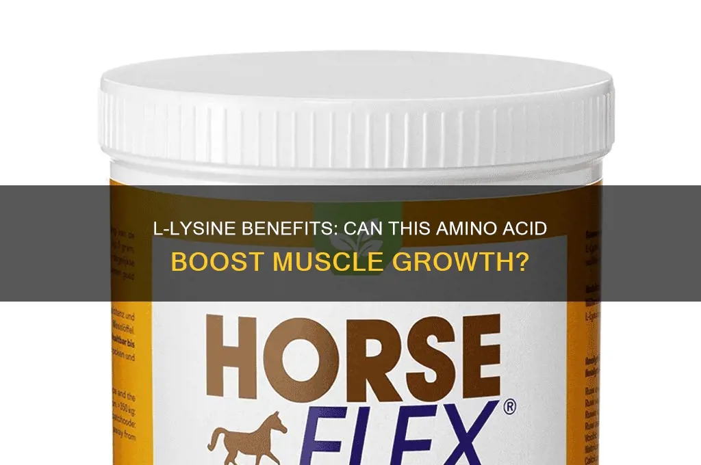 is l lysine good for muscle growth