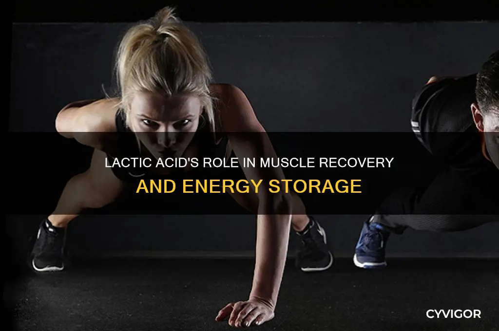 is lactic acid good for muscles to store