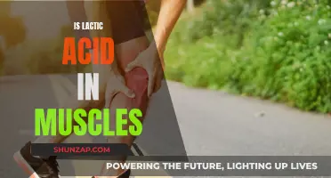 Lactic Acid: Muscles' Friend or Foe?