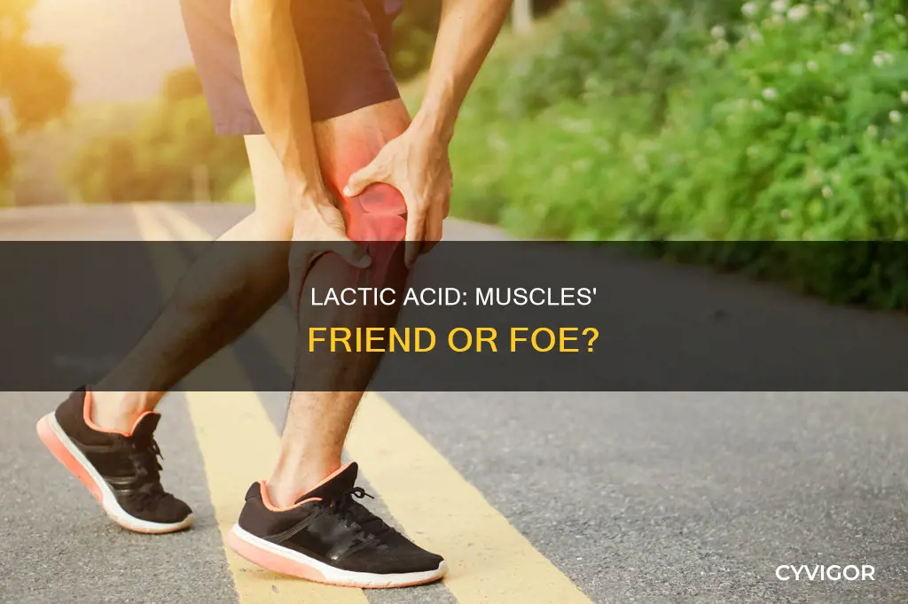is lactic acid in muscles