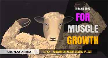 Is Lamb Good for Muscle Growth? Nutrition Benefits Explained