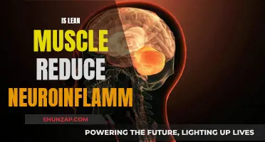 Muscle Power: Reducing Neuroinflammation with Lean Muscle Mass