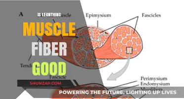 Is Lengthening Muscle Fiber Beneficial for Strength and Flexibility?