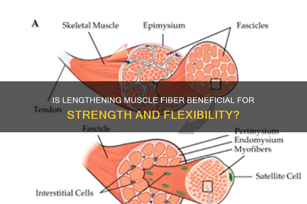 is legnthing muscle fiber good