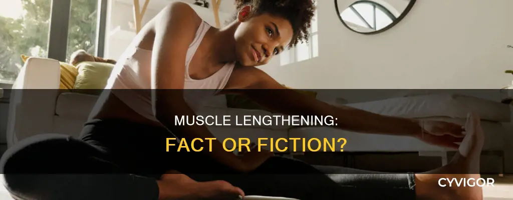 is lengthening muscle true